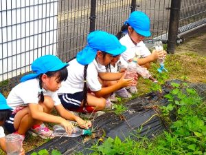 さつまいもの水やり（年長組）