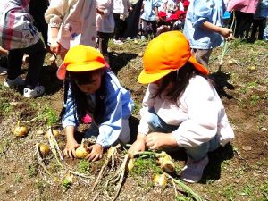 野菜の収穫