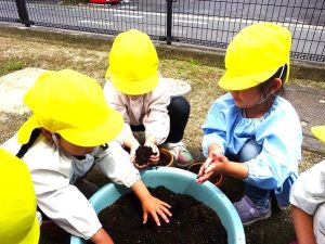 ミニひまわりの土入れ・種まき（年中組）