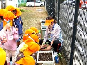 夏野菜の苗植え（年長組）