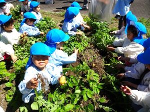 野菜の収穫