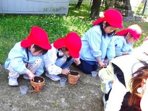 ミニひまわりの土入れ・種まき（年中組）