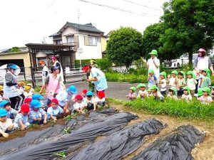 さつま芋の苗植え（年長組・年中組）