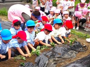 さつま芋の苗植え（年長組・年中組）