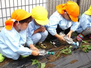 さつま芋の苗植え（年長組・年中組）