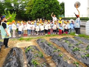 さつま芋の苗植え（年長組・年中組）