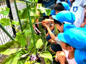 夏野菜の収穫（年長組）